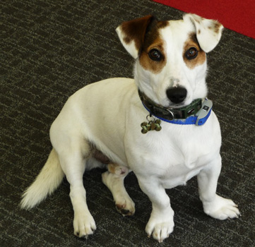 Image of Digger